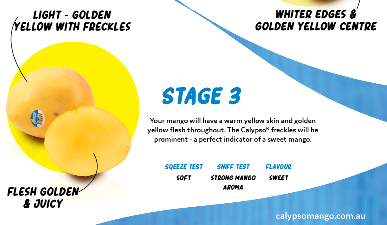 How to know when your Calypso® Mango is ripe? Perfection Fresh Australia.